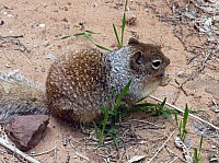 zion national park (29).JPG